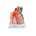 model płata płucnego z otaczającymi naczyniami krwionośnymi - 130-krotne powiększenie - 3b smart anatomy 1008493 g60 3b scientific modele anatomiczne 4